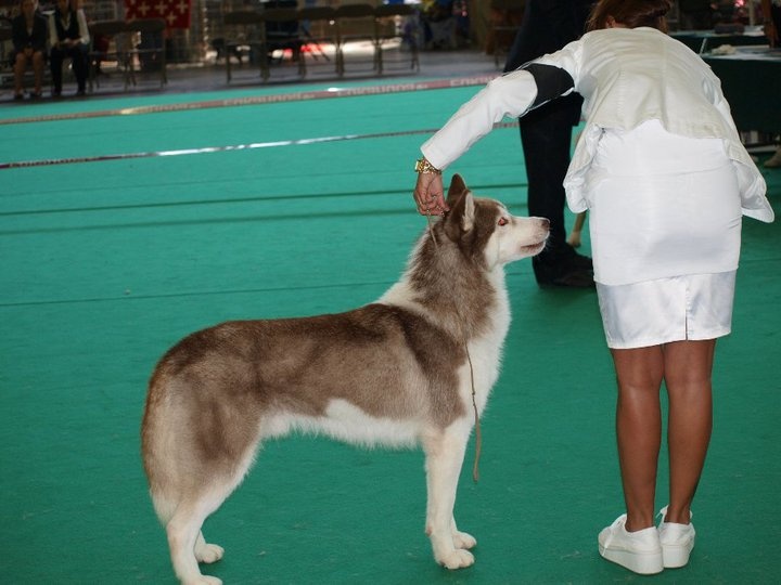 Calvin klein of nashkaia - 1 er en classe travail
