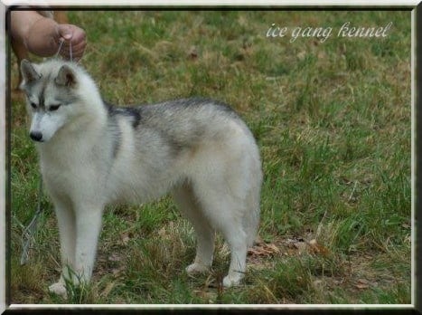 Cacharel De ciukci - meilleur puppy