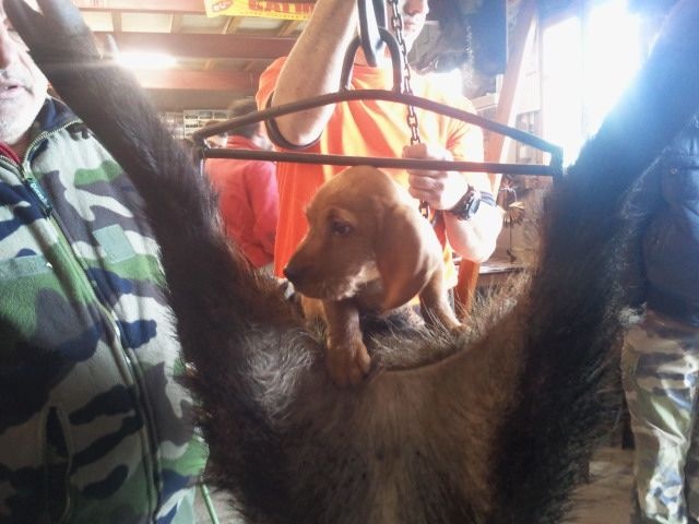 Publication : de la Font de l'Arca Auteur : Cristofol Serge