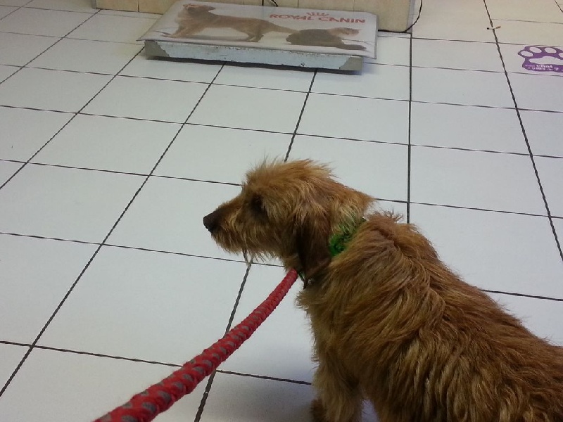 Publication : de la Font de l'Arca Auteur : Cristofol Serge