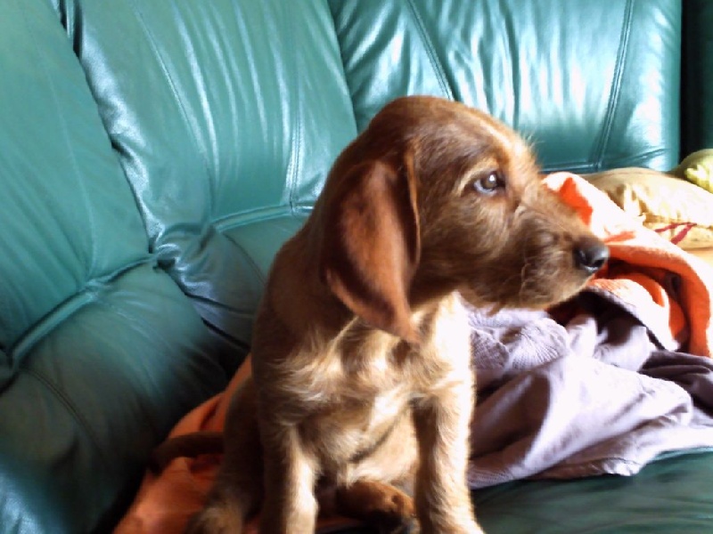 Publication : de la Font de l'Arca Auteur : Cristofol Serge