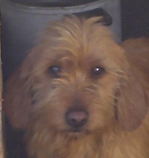 Publication : de la Font de l'Arca Auteur : Cristofol Serge