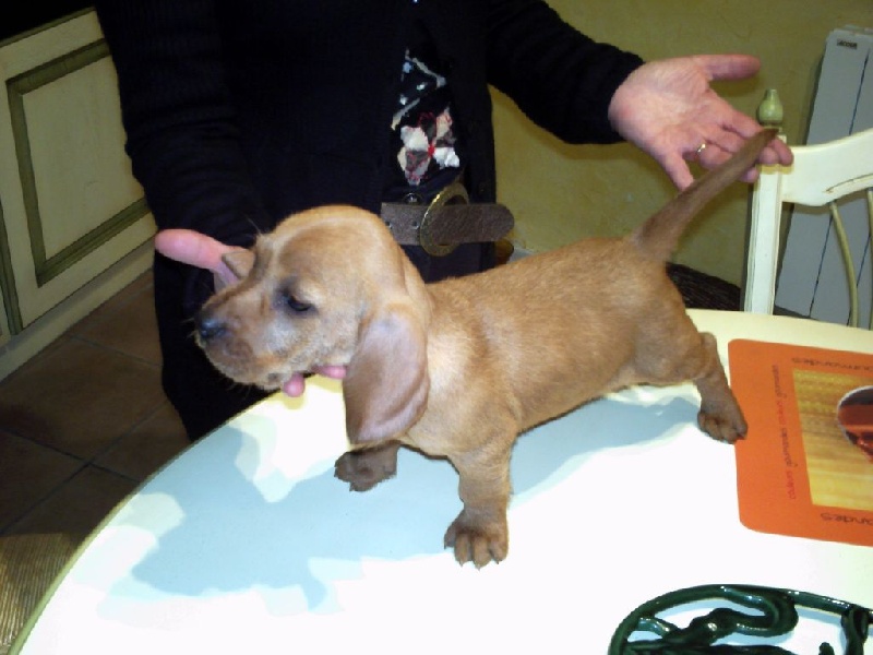 Publication : de la Font de l'Arca Auteur : Cristofol Serge