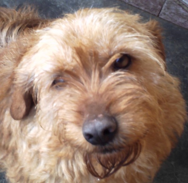 Clairon du domaine des mosellos - 4° Excellent