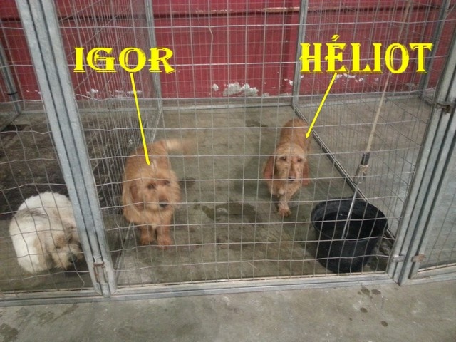 Héliot de la cabane des Gissieres - 1° EXC Classe inter. mâle CACIB CACS