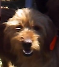 Clairon du domaine des mosellos - Brevet de chasse à 105 points