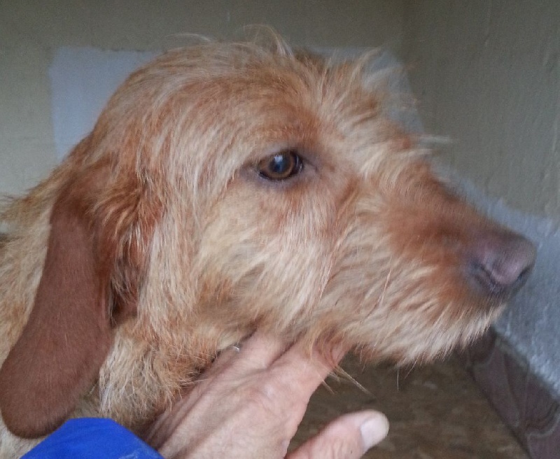 Héliot de la cabane des Gissieres - TB