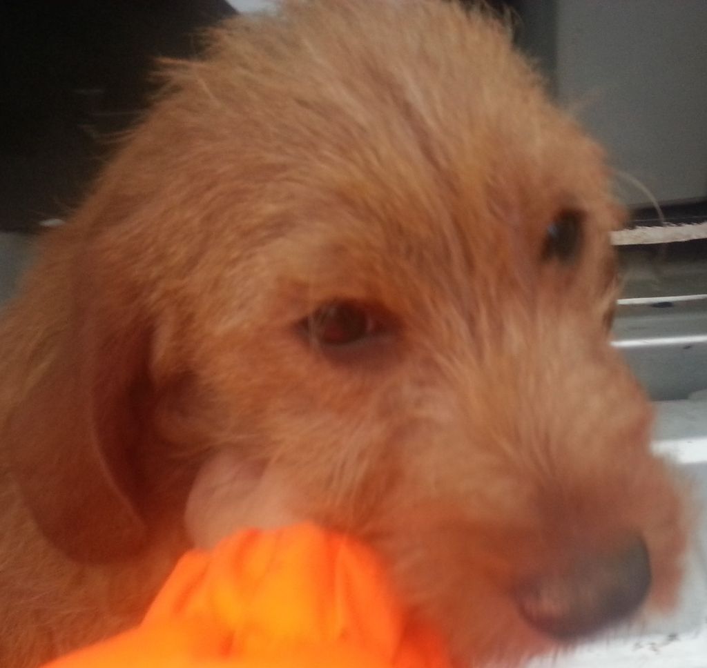 Lucky de la Font de l'Arca - 105 PTS