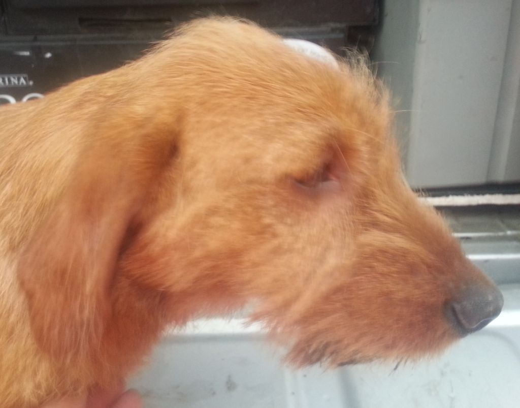 Lucky de la Font de l'Arca - 1° EXC RCACS RCACIB