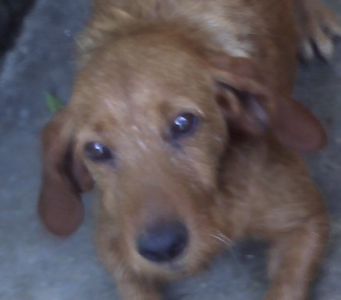 Vénus des combes mégéres - 4° EXCELLENT