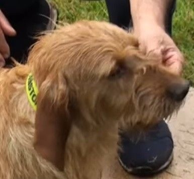 Héliot de la cabane des Gissieres - TRÈS BON