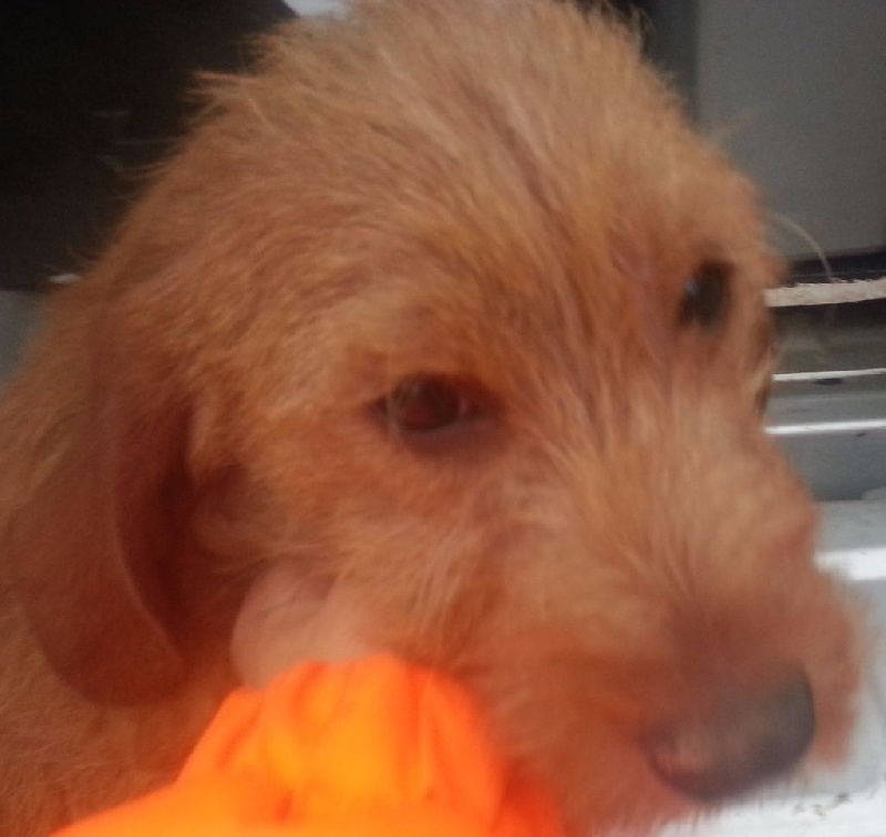 Lucky de la Font de l'Arca - 2° EXCELLENT