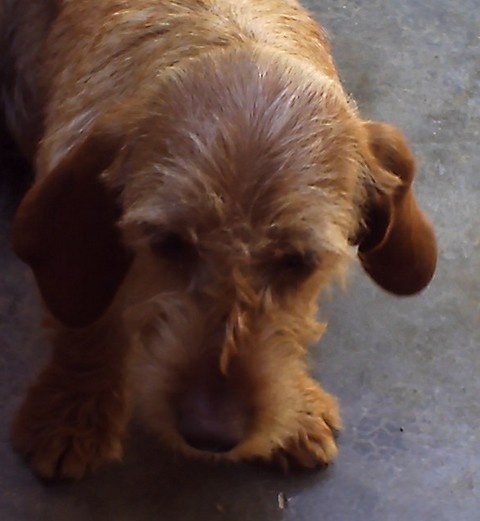 Héliot de la cabane des Gissieres - brevet de chasse à 110 Points