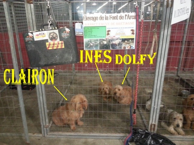 Clairon du domaine des mosellos - 1° exc classe ouverte mâle RCACS