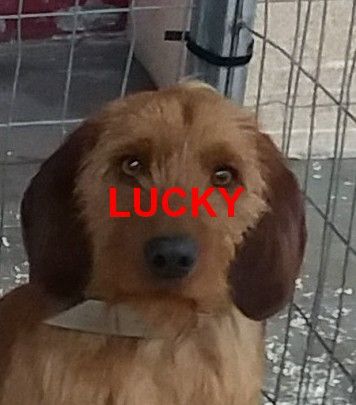 Lucky de la Font de l'Arca - 3°EXC