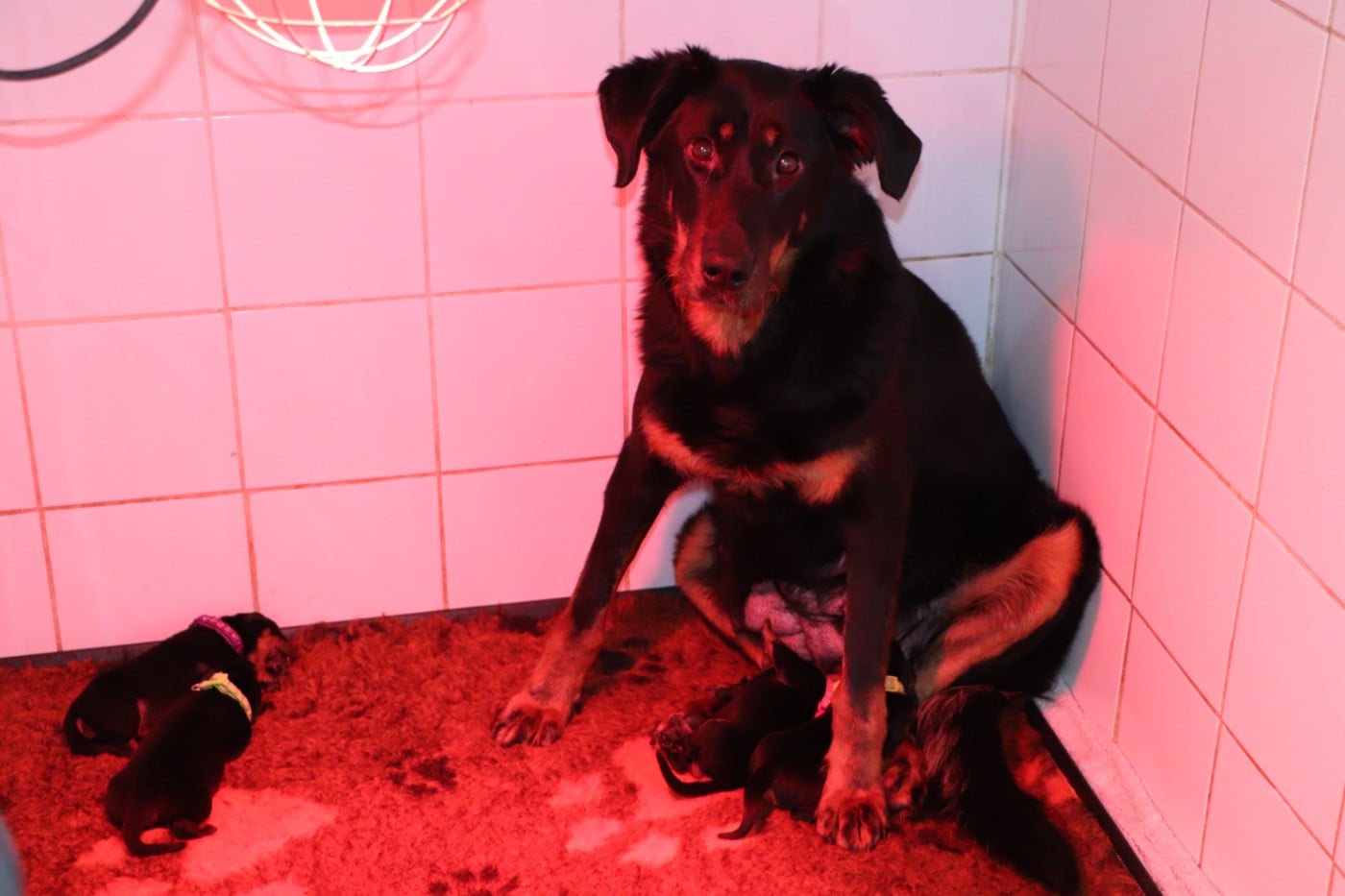 Chiot N°5 - Berger de Beauce