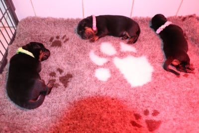 Les chiots de Berger de Beauce