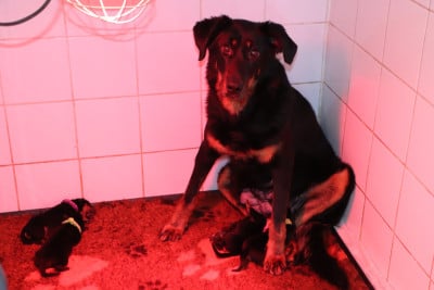 Les chiots de Berger de Beauce