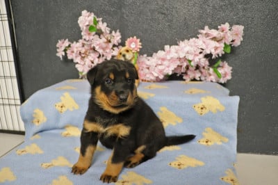 Les chiots de Berger de Beauce