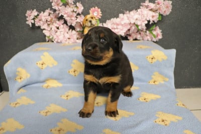 Les chiots de Berger de Beauce