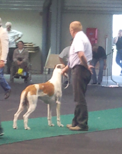 CH. Graal-Quest Burbury - CACS CACIB * BEST IN SHOW*