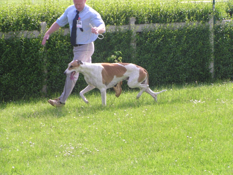 CH. Graal-Quest Burbury - 1 exc CACS