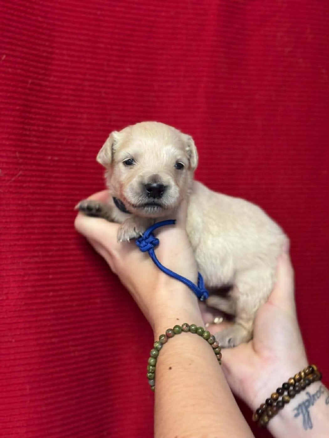 CHIOT COLLIER BLEU MARINE - Golden Retriever