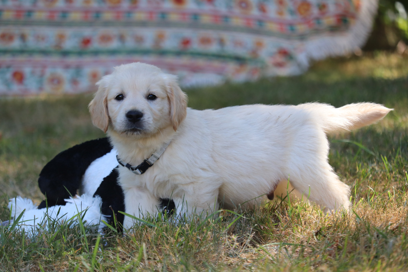 Buffy - Golden Retriever