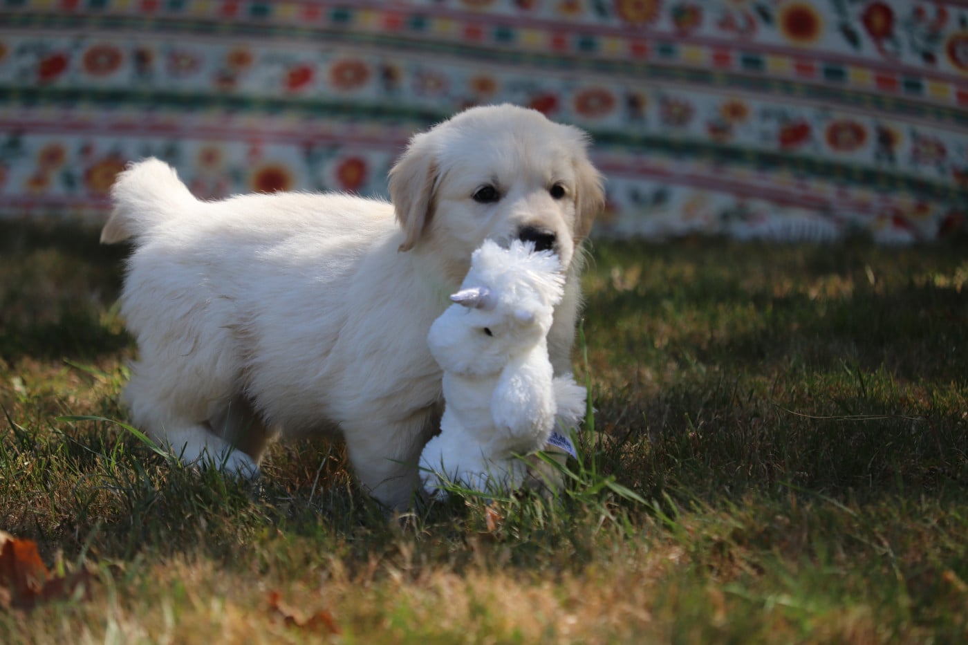 Baccara - Golden Retriever