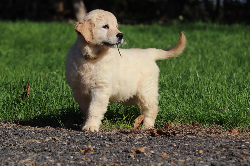 Golden Retriever - Des Gardiennes De La Vallée Du Cher