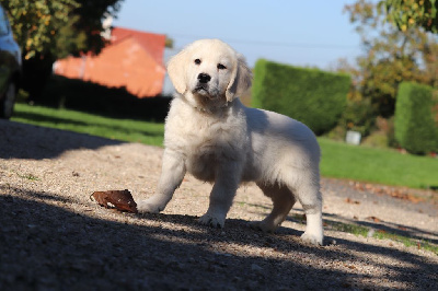 Les chiots de Golden Retriever