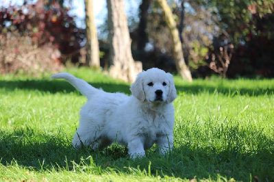 Les chiots de Golden Retriever