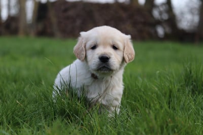 Les chiots de Golden Retriever
