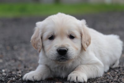 Les chiots de Golden Retriever