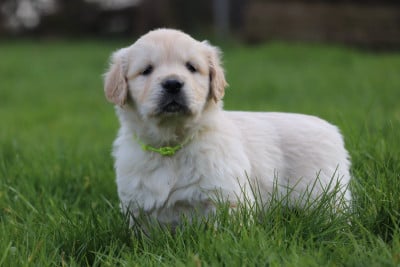 Les chiots de Golden Retriever