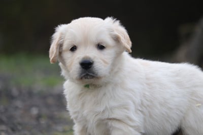 Les chiots de Golden Retriever