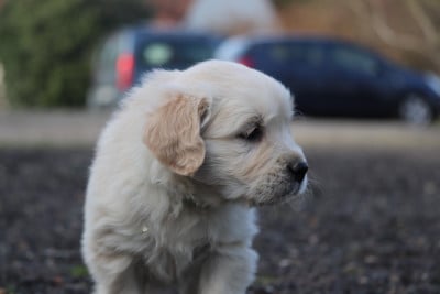 Les chiots de Golden Retriever