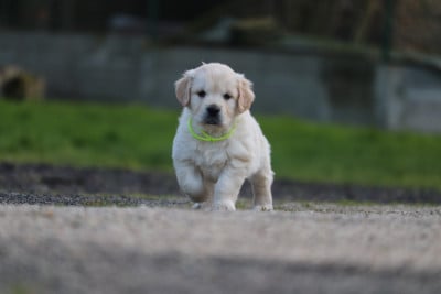 Les chiots de Golden Retriever