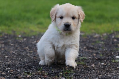 Les chiots de Golden Retriever