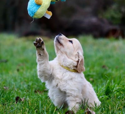 Les chiots de Golden Retriever