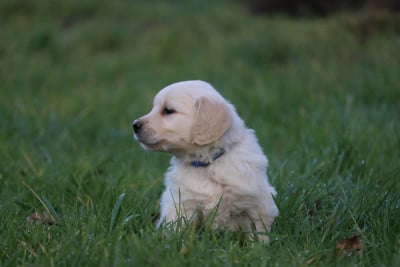 Les chiots de Golden Retriever