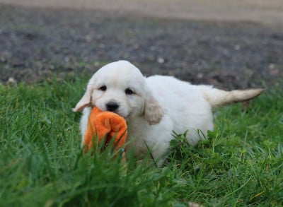 Les chiots de Golden Retriever