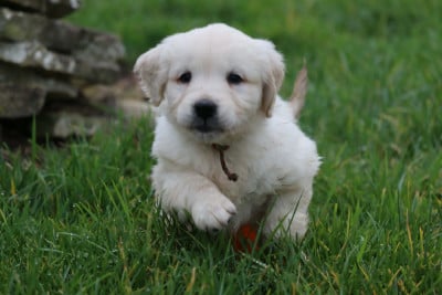 Les chiots de Golden Retriever