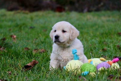 Les chiots de Golden Retriever
