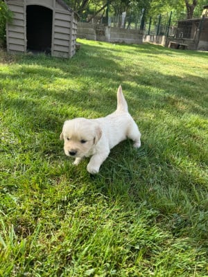 Les chiots de Golden Retriever