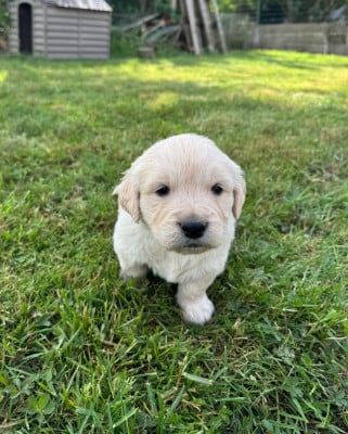 Les chiots de Golden Retriever
