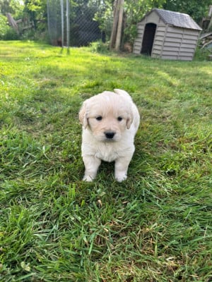 Les chiots de Golden Retriever
