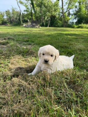 Les chiots de Golden Retriever