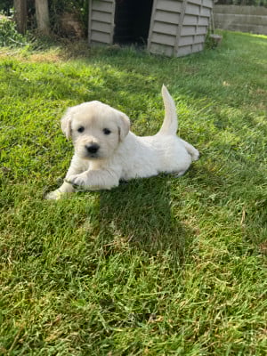 Les chiots de Golden Retriever