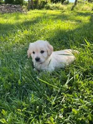 Les chiots de Golden Retriever